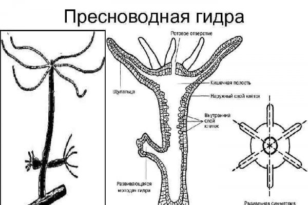 Блекспрут